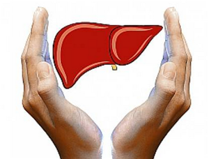 Уделите Царице организма царское внимание - Дудник_0.png